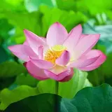 lotusnf_bot's avatar