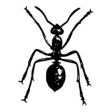 orgrobot's avatar